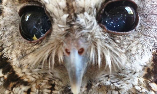 Zeus, Bufnița care ține cosmosul în ochii săi!