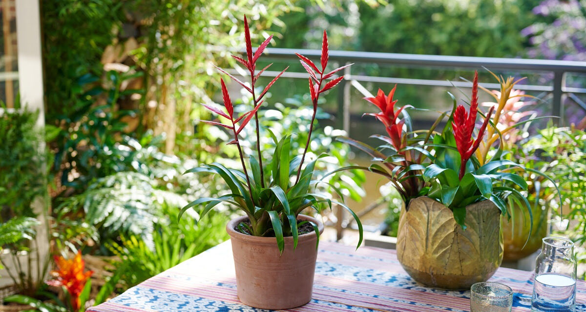 Bromelia – planta exotică ce îți aduce culoare în casă cu efort minim