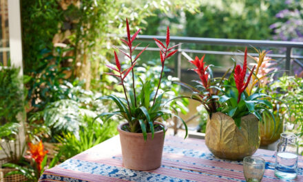 Bromelia – planta exotică ce îți aduce culoare în casă cu efort minim